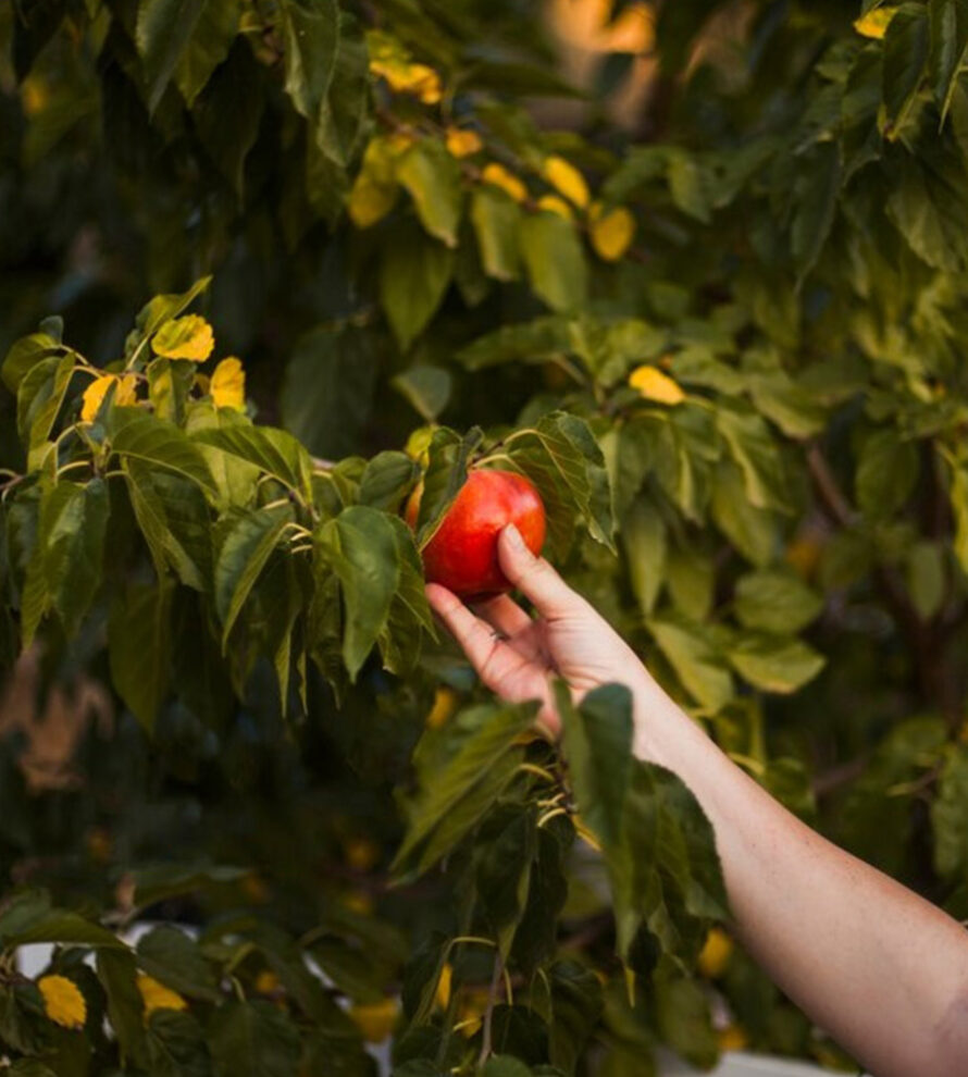 Nông Sản Hữu Cơ Tâm Đức