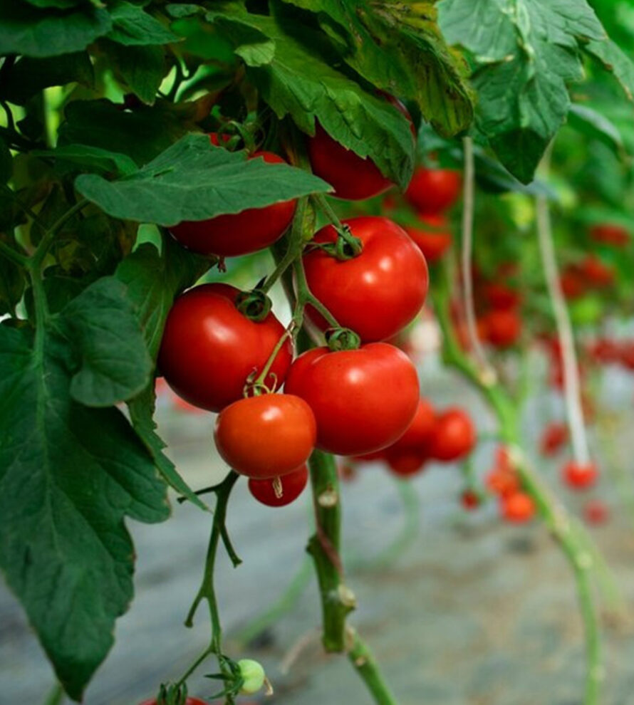 Nông Sản Hữu Cơ Tâm Đức