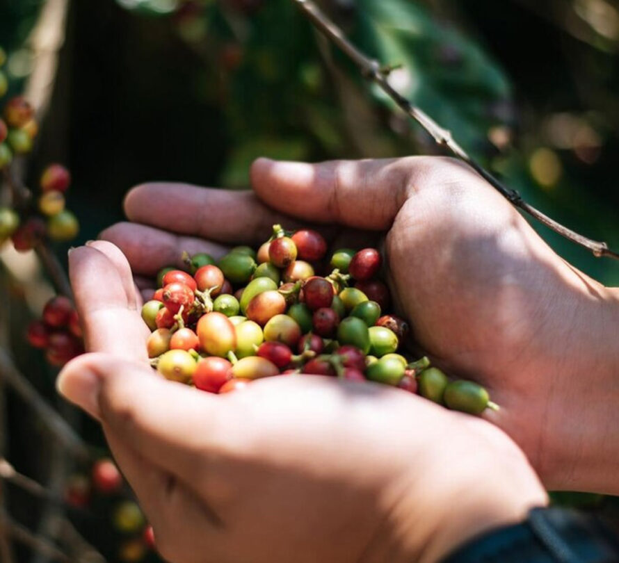 Nông Sản Hữu Cơ Tâm Đức