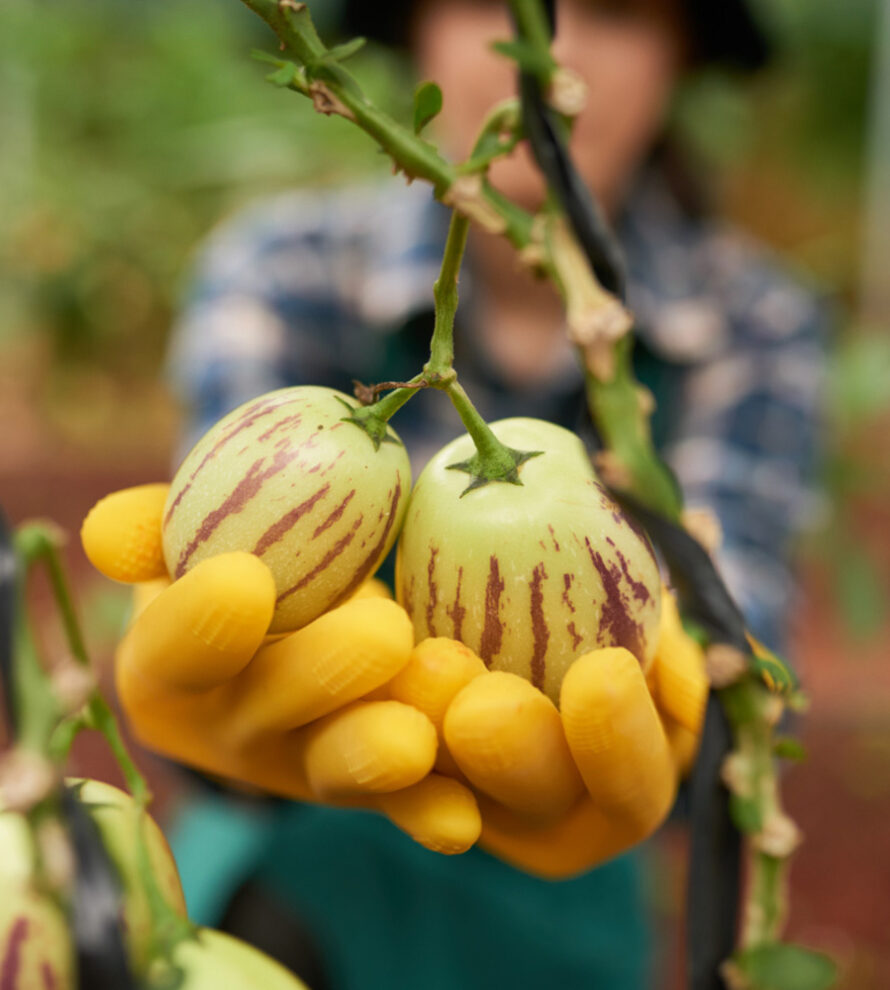 Nông Sản Hữu Cơ Tâm Đức