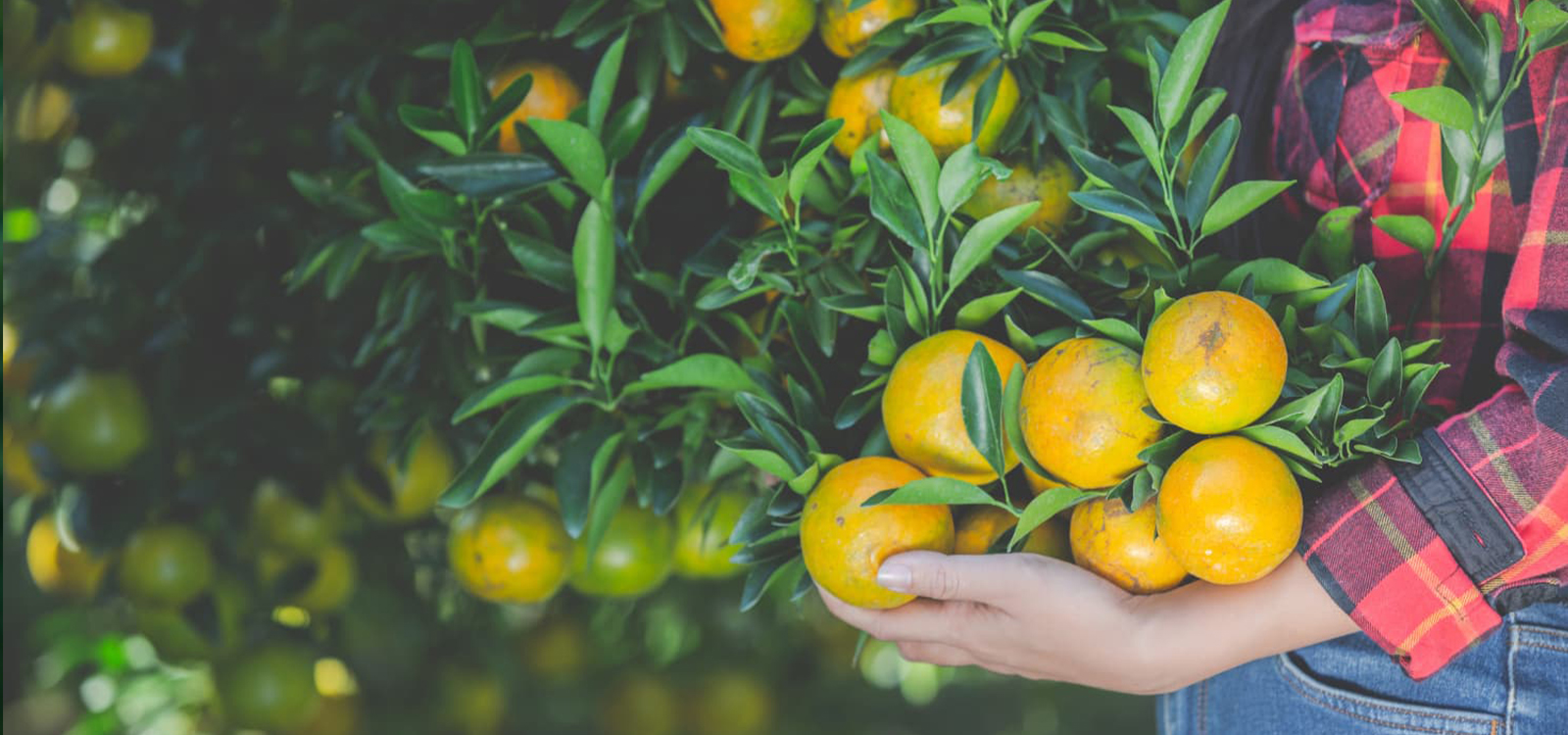 Đảm bảo chất lượng <br> An toàn thực phẩm